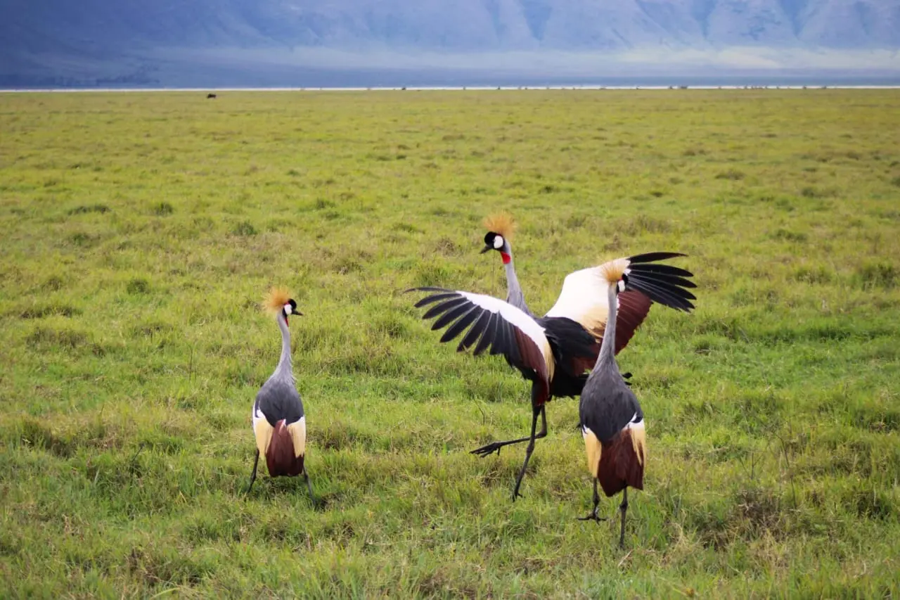 Udzungwa National park