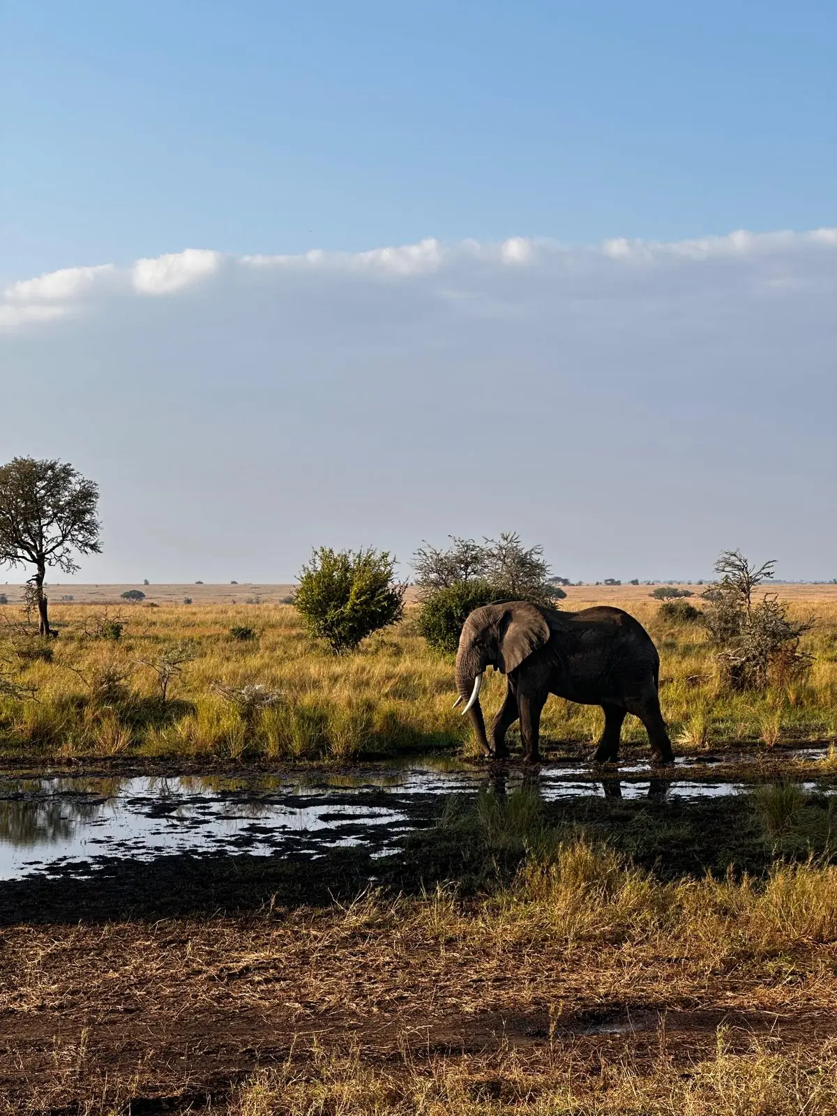 Mikumi National Park